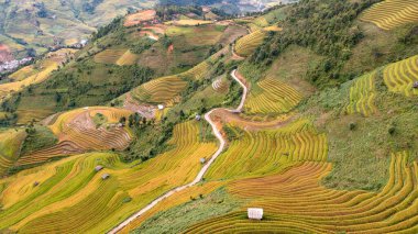 Pirinç tarlaları üzerinde Mu Cang Chai, Yenbai, Vietnam Teras. Kuzey Vietnam, hasat pirinç tarlaları hazırlamak.