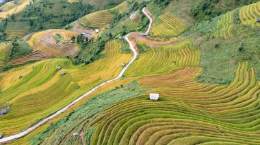 Pirinç tarlaları üzerinde Mu Cang Chai, Yenbai, Vietnam Teras. Kuzey Vietnam, hasat pirinç tarlaları hazırlamak.