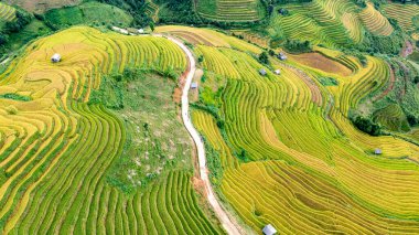 Pirinç tarlaları üzerinde Mu Cang Chai, Yenbai, Vietnam Teras. Kuzey Vietnam, hasat pirinç tarlaları hazırlamak.