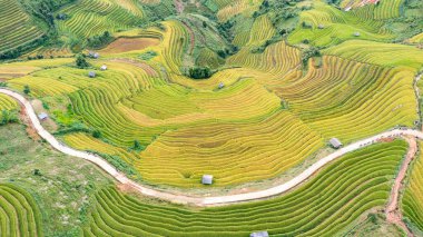Pirinç tarlaları üzerinde Mu Cang Chai, Yenbai, Vietnam Teras. Kuzey Vietnam, hasat pirinç tarlaları hazırlamak.