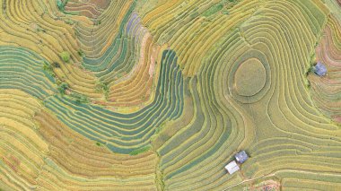 Pirinç tarlaları üzerinde Mu Cang Chai, Yenbai, Vietnam Teras. Kuzey Vietnam, hasat pirinç tarlaları hazırlamak.