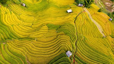 Pirinç tarlaları üzerinde Mu Cang Chai, Yenbai, Vietnam Teras. Kuzey Vietnam, hasat pirinç tarlaları hazırlamak.