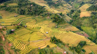 Pirinç tarlaları üzerinde Mu Cang Chai, Yenbai, Vietnam Teras. Kuzey Vietnam, hasat pirinç tarlaları hazırlamak.