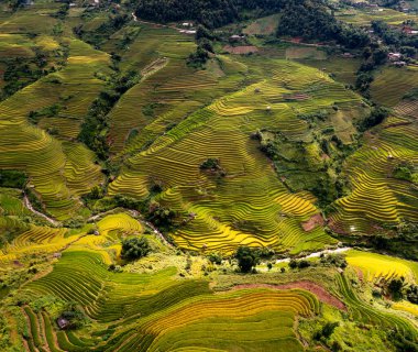 Pirinç tarlaları üzerinde Mu Cang Chai, Yenbai, Vietnam Teras. Kuzey Vietnam, hasat pirinç tarlaları hazırlamak.