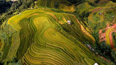 Pirinç tarlaları üzerinde Mu Cang Chai, Yenbai, Vietnam Teras. Kuzey Vietnam, hasat pirinç tarlaları hazırlamak.
