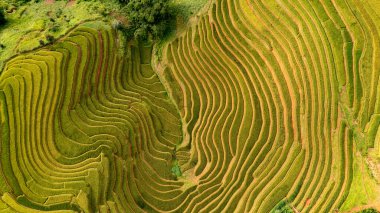 Pirinç tarlaları üzerinde Mu Cang Chai, Yenbai, Vietnam Teras. Kuzey Vietnam, hasat pirinç tarlaları hazırlamak.