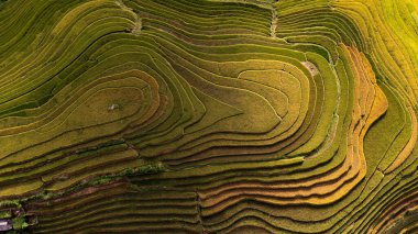 Pirinç tarlaları üzerinde Mu Cang Chai, Yenbai, Vietnam Teras. Kuzey Vietnam, hasat pirinç tarlaları hazırlamak.