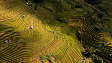 Pirinç tarlaları üzerinde Mu Cang Chai, Yenbai, Vietnam Teras. Kuzey Vietnam, hasat pirinç tarlaları hazırlamak.