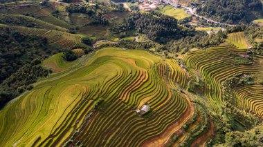 Pirinç tarlaları üzerinde Mu Cang Chai, Yenbai, Vietnam Teras. Kuzey Vietnam, hasat pirinç tarlaları hazırlamak.