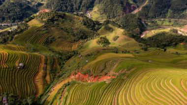 Pirinç tarlaları üzerinde Mu Cang Chai, Yenbai, Vietnam Teras. Kuzey Vietnam, hasat pirinç tarlaları hazırlamak.