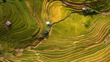 Pirinç tarlaları üzerinde Mu Cang Chai, Yenbai, Vietnam Teras. Kuzey Vietnam, hasat pirinç tarlaları hazırlamak.
