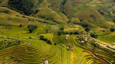 Pirinç tarlaları üzerinde Mu Cang Chai, Yenbai, Vietnam Teras. Kuzey Vietnam, hasat pirinç tarlaları hazırlamak.