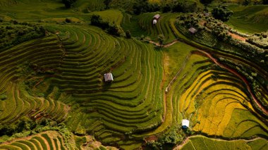 Pirinç tarlaları üzerinde Mu Cang Chai, Yenbai, Vietnam Teras. Kuzey Vietnam, hasat pirinç tarlaları hazırlamak.