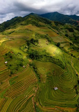 Pirinç tarlaları üzerinde Mu Cang Chai, Yenbai, Vietnam Teras. Kuzey Vietnam, hasat pirinç tarlaları hazırlamak.