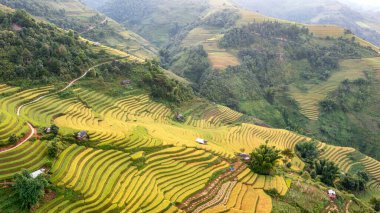 Pirinç tarlaları üzerinde Mu Cang Chai, Yenbai, Vietnam Teras. Kuzey Vietnam, hasat pirinç tarlaları hazırlamak.