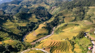 Pirinç tarlaları üzerinde Mu Cang Chai, Yenbai, Vietnam Teras. Kuzey Vietnam, hasat pirinç tarlaları hazırlamak.