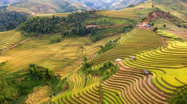 Pirinç tarlaları üzerinde Mu Cang Chai, Yenbai, Vietnam Teras. Kuzey Vietnam, hasat pirinç tarlaları hazırlamak.