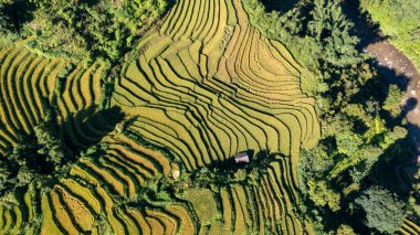 Pirinç tarlaları üzerinde Mu Cang Chai, Yenbai, Vietnam Teras. Kuzey Vietnam, hasat pirinç tarlaları hazırlamak.