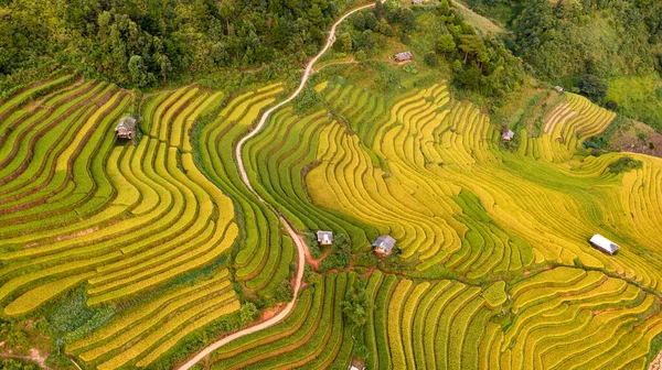 Rýžových Polí Řadové Cang Chai Yenbai Vietnam Rýžová Pole Připravit — Stock fotografie
