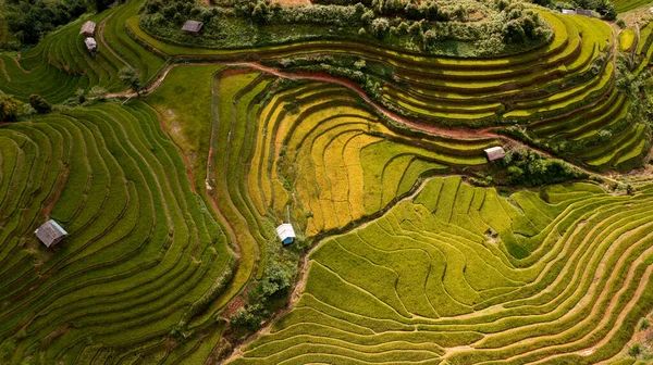 Pirinç tarlaları üzerinde Mu Cang Chai, Yenbai, Vietnam Teras. Kuzey Vietnam, hasat pirinç tarlaları hazırlamak.