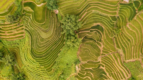 Rice Fields Terraced Cang Chai Yenbai Vietnam Rice Fields Prepare — Stock Photo, Image