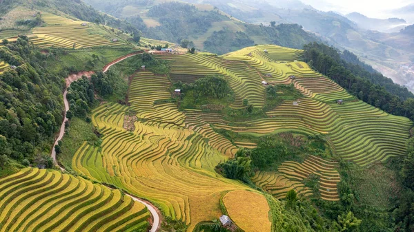 稻田上的梯田的木仓柴 Yenbai 稻田准备收获在西北越南 — 图库照片