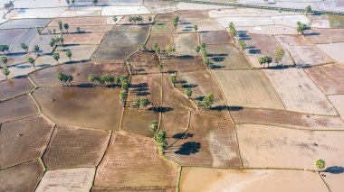 Chau Doc, An Giang, Vietnam 'da gün batımında şeker palmiyeli güzel pirinç terası.