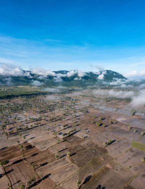 Chau Doc, An Giang, Vietnam 'da gün batımında şeker palmiyeli güzel pirinç terası.