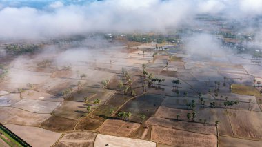 Chau Doc, An Giang, Vietnam 'da gün batımında şeker palmiyeli güzel pirinç terası.