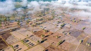 Chau Doc, An Giang, Vietnam 'da gün batımında şeker palmiyeli güzel pirinç terası.