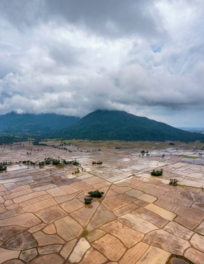 Chau Doc, An Giang, Vietnam 'da gün batımında şeker palmiyeli güzel pirinç terası.