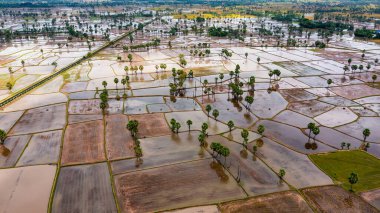 Chau Doc, An Giang, Vietnam 'da gün batımında şeker palmiyeli güzel pirinç terası.