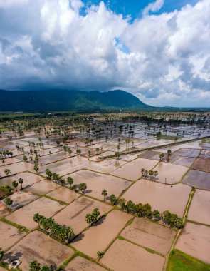 Chau Doc, An Giang, Vietnam 'da gün batımında şeker palmiyeli güzel pirinç terası.