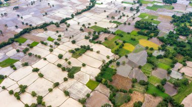 Ta Pa pirinç tarlaları sabahları güzeldir, Vietnam sınırındaki güzel ve barışçıl tırtırak ağaçlarıyla kesişir.