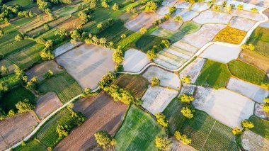 Ta Pa pirinç tarlaları sabahları güzeldir, Vietnam sınırındaki güzel ve barışçıl tırtırak ağaçlarıyla kesişir.