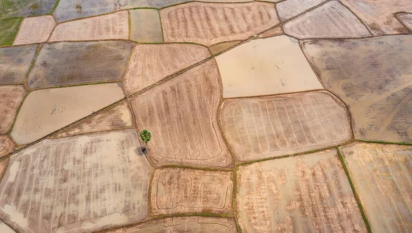 Piękny Taras Ryżowy Palmami Cukru Zachód Słońca Chau Doc Giang — Zdjęcie stockowe