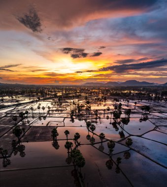 Chau Doc, An Giang, Vietnam 'da gün batımında şeker palmiyeli güzel pirinç terası.