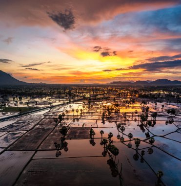 Chau Doc, An Giang, Vietnam 'da gün batımında şeker palmiyeli güzel pirinç terası.