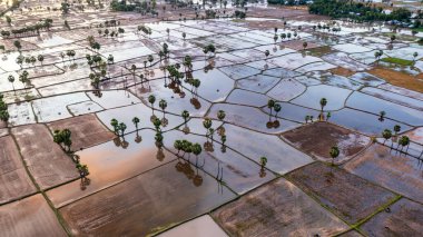 Chau Doc, An Giang, Vietnam 'da gün batımında şeker palmiyeli güzel pirinç terası.