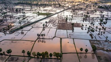 Chau Doc, An Giang, Vietnam 'da gün batımında şeker palmiyeli güzel pirinç terası.