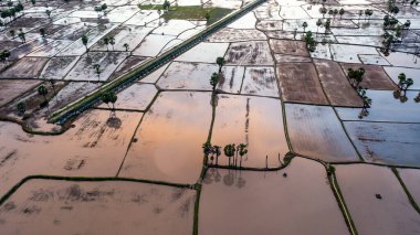Chau Doc, An Giang, Vietnam 'da gün batımında şeker palmiyeli güzel pirinç terası.