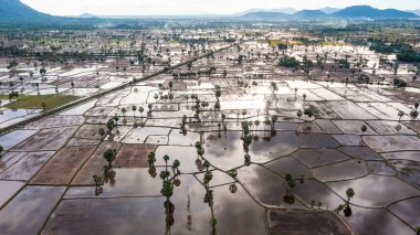 Chau Doc, An Giang, Vietnam 'da gün batımında şeker palmiyeli güzel pirinç terası.