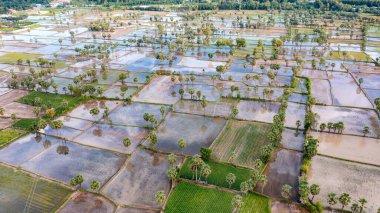 Chau Doc, An Giang, Vietnam 'da gün batımında şeker palmiyeli güzel pirinç terası.