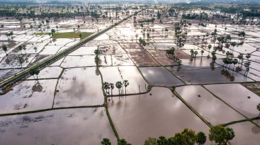 Chau Doc, An Giang, Vietnam 'da gün batımında şeker palmiyeli güzel pirinç terası.