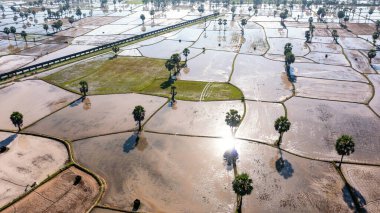 Chau Doc, An Giang, Vietnam 'da gün batımında şeker palmiyeli güzel pirinç terası.