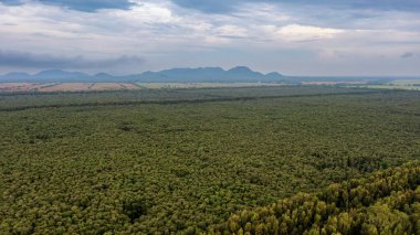 Tra Su Ormanı - Melaleuca Cajuputi Ormanı, Mekong Delta Vietnam 'da gezmek için ünlü bir yer.