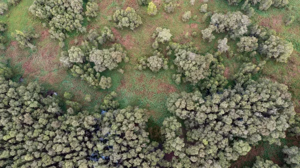 Tra Ormanı Melaleuca Cajuputi Ormanı Mekong Delta Vietnam Gezmek Için — Stok fotoğraf