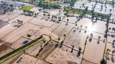 Chau Doc, An Giang, Vietnam 'da gün batımında şeker palmiyeli güzel pirinç terası.