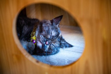 Evinde uyuyan sevimli bir kedi.