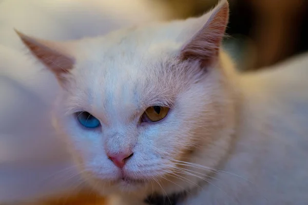 Gato Branco Com Diferentes Olhos Coloridos Incomum — Fotografia de Stock